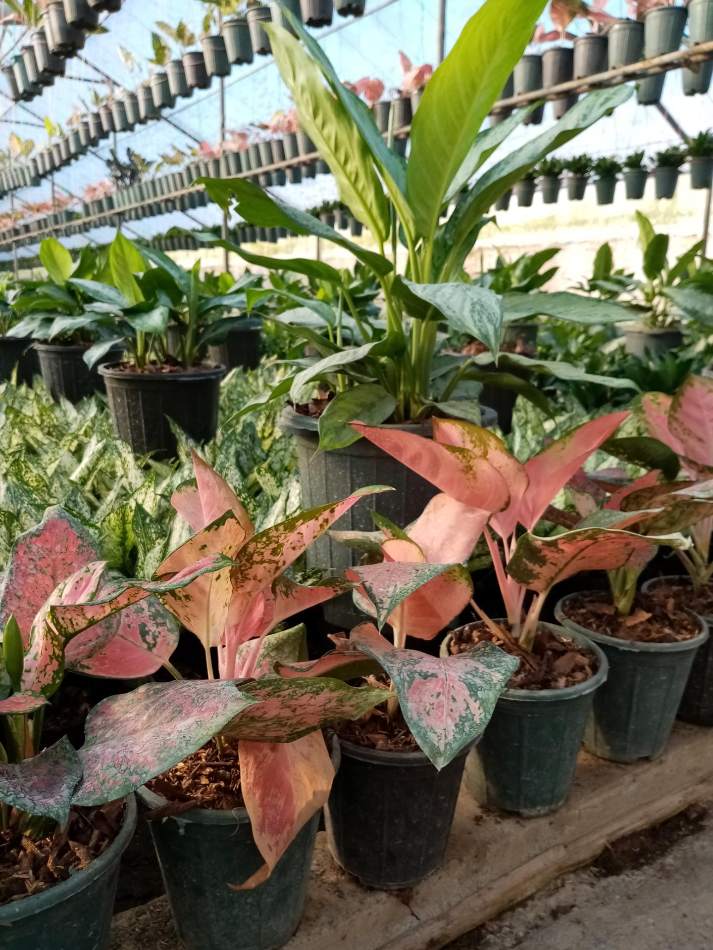 عکس گلخانه مصطفی صلح جو