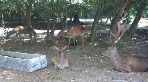 عکس زیستگاه گوزن