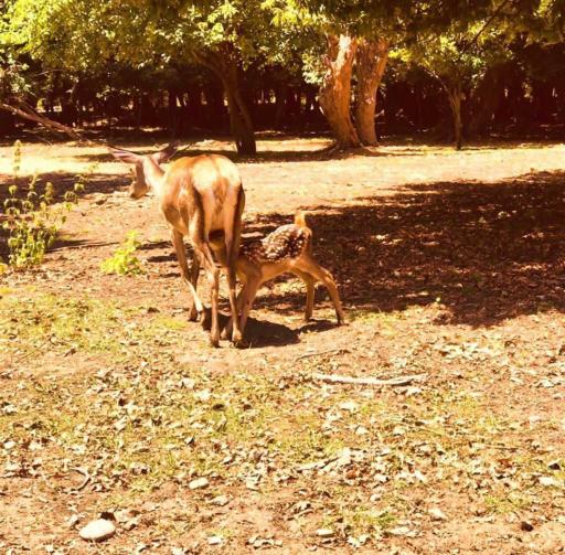 عکس زیستگاه گوزن