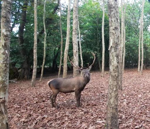 عکس زیستگاه گوزن