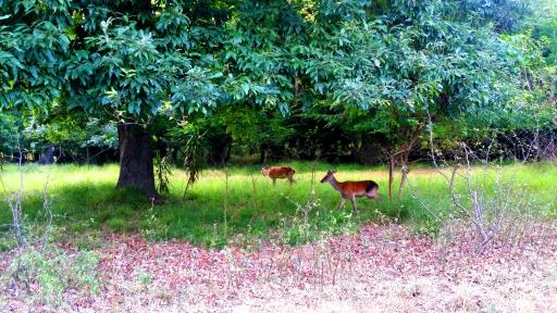 عکس زیستگاه گوزن