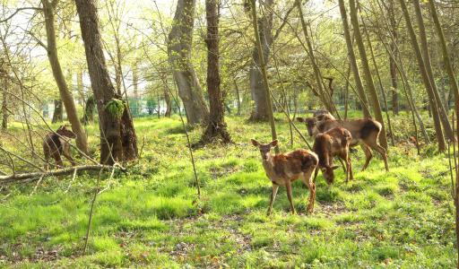 عکس زیستگاه گوزن