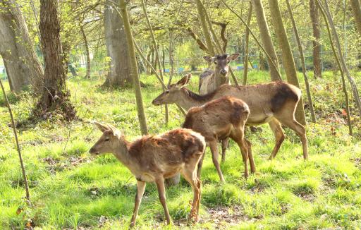 عکس زیستگاه گوزن