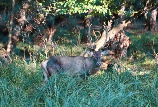 عکس زیستگاه گوزن