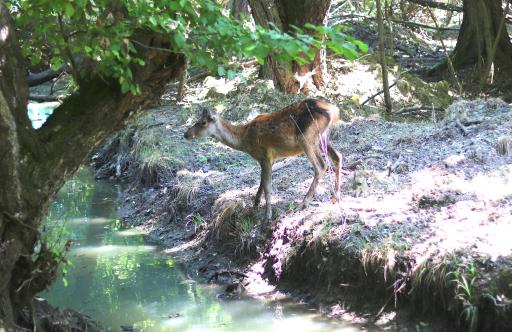 عکس زیستگاه گوزن