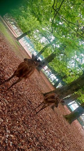 عکس زیستگاه گوزن