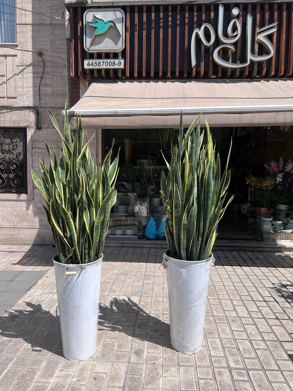 عکس گل فروشی گل فام