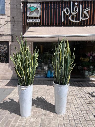 عکس گل فروشی گل فام