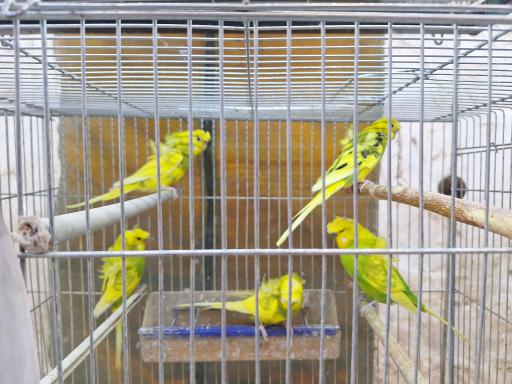 عکس فروشگاه پرنده جزیره عشق