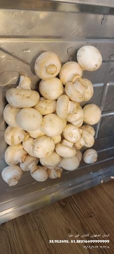 عکس کورن داگ کاشان