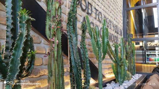 پیتزا و ساندویچ ستاره شهر