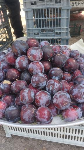 عکس میوه فروشی عمو بهرامی