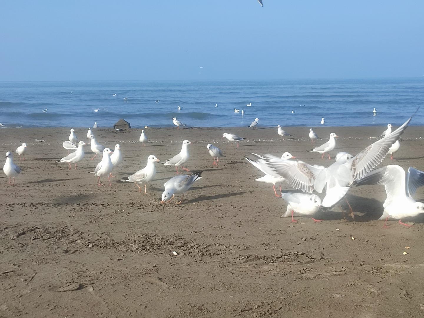 عکس ساحل سیترا