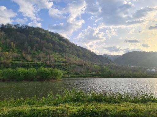 عکس سل دیوشل 