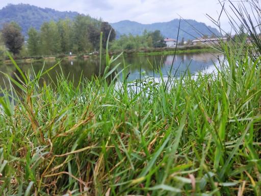 عکس سل دیوشل 