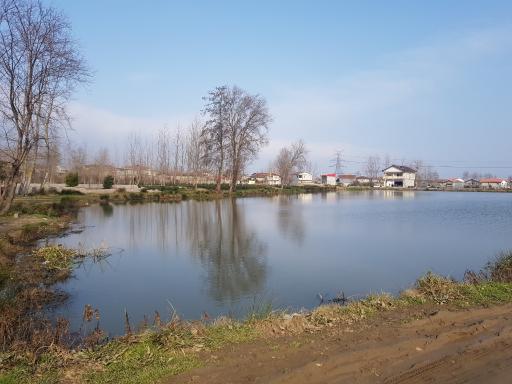 عکس سل دیوشل 