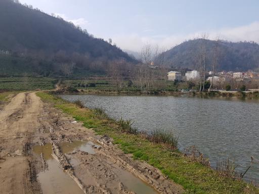 عکس سل دیوشل 