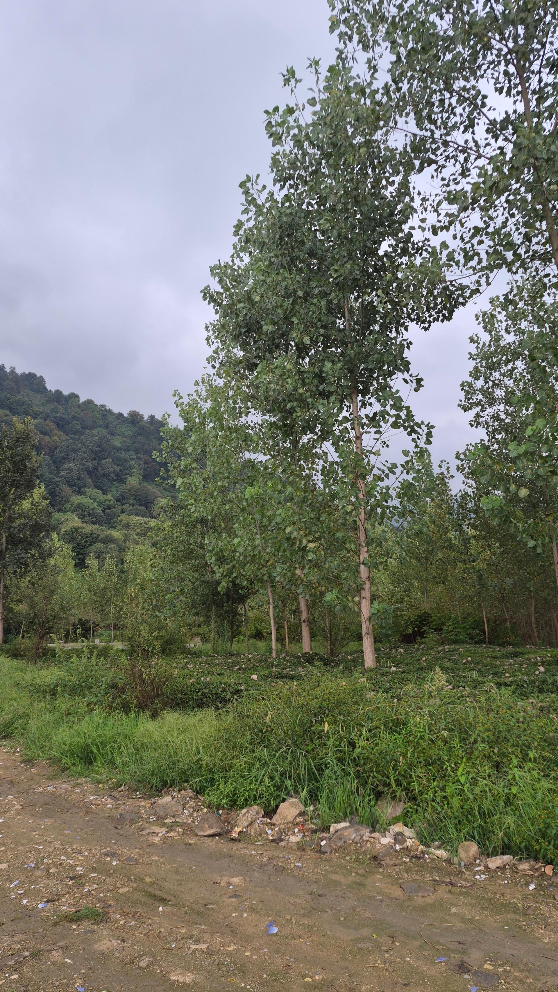 عکس سل دیوشل 