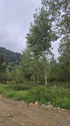 عکس سل دیوشل 