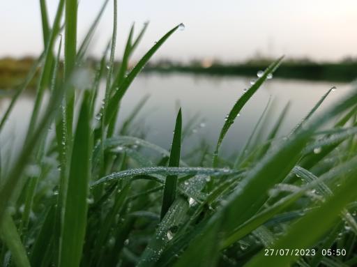 عکس سل دیوشل 