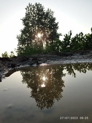 عکس سل دیوشل 