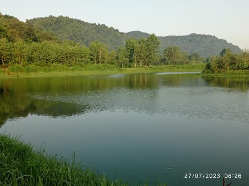 عکس سل دیوشل 