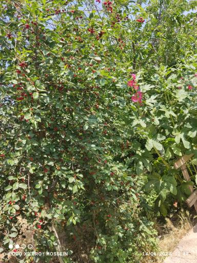 عکس گلخانه خیاط زاده