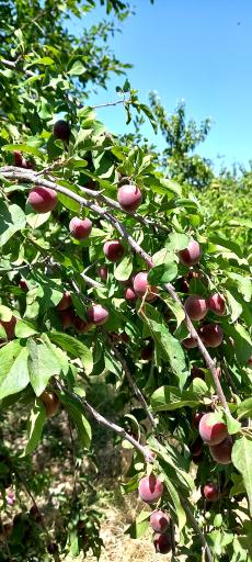 عکس گلخانه خیاط زاده