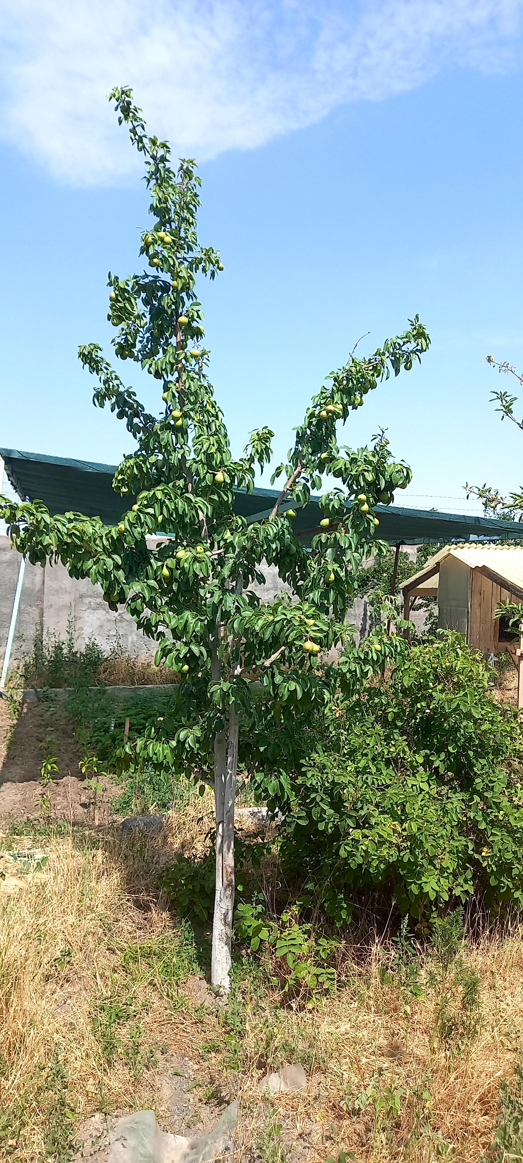 عکس گلخانه خیاط زاده