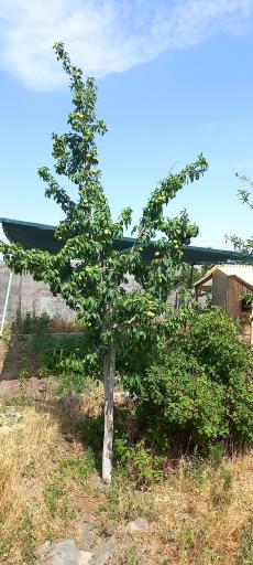 عکس گلخانه خیاط زاده