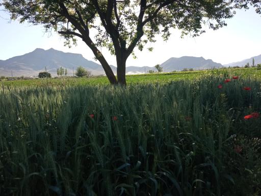 عکس جاورسیان