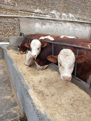 عکس جاورسیان