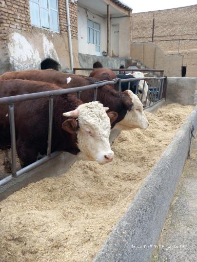 عکس جاورسیان