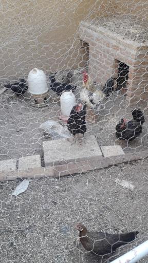 عکس دبستان پسرانه صبح رویش (کودکان کار)