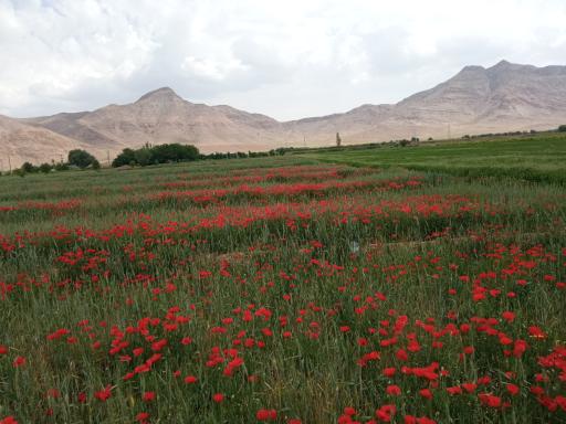 عکس جاورسیان