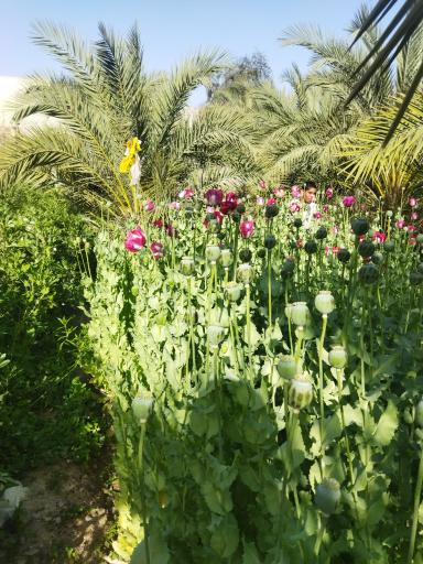 عکس کهیری