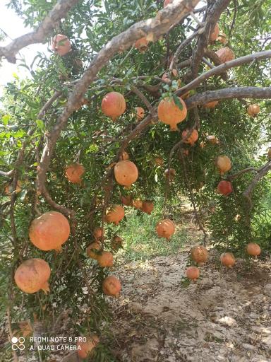عکس رستاق
