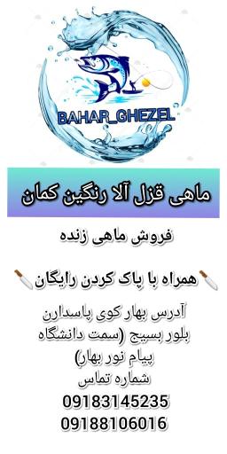 عکس پرورش و فروش ماهی قزل آلای بهارقزل