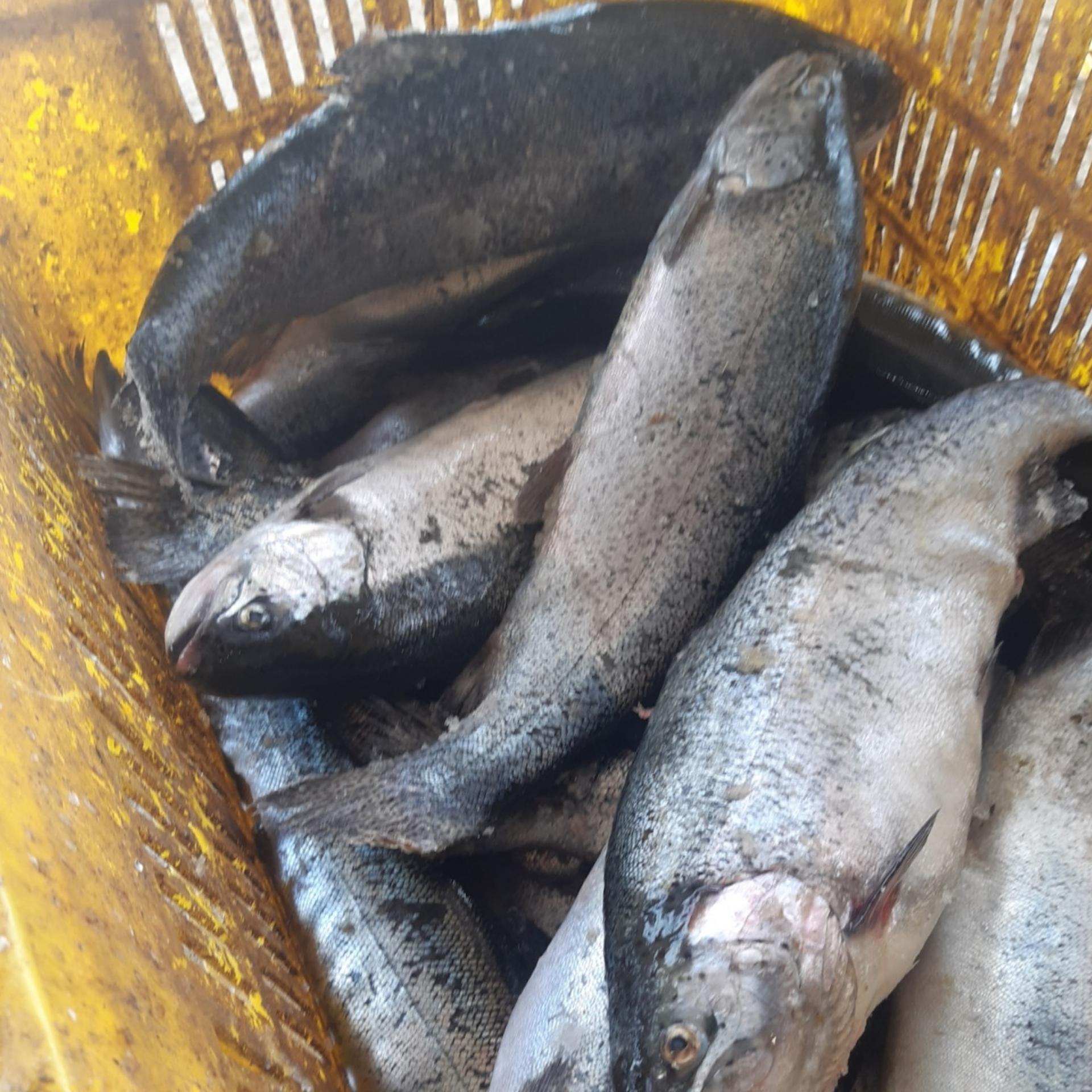 عکس پرورش و فروش ماهی قزل آلای بهارقزل