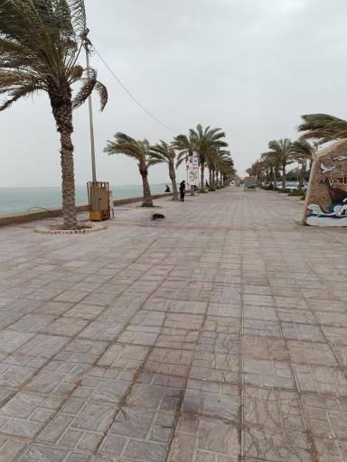 عکس پیاده رو نخلستان