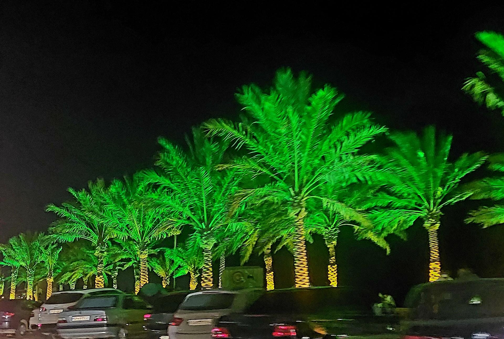 عکس پیاده رو نخلستان