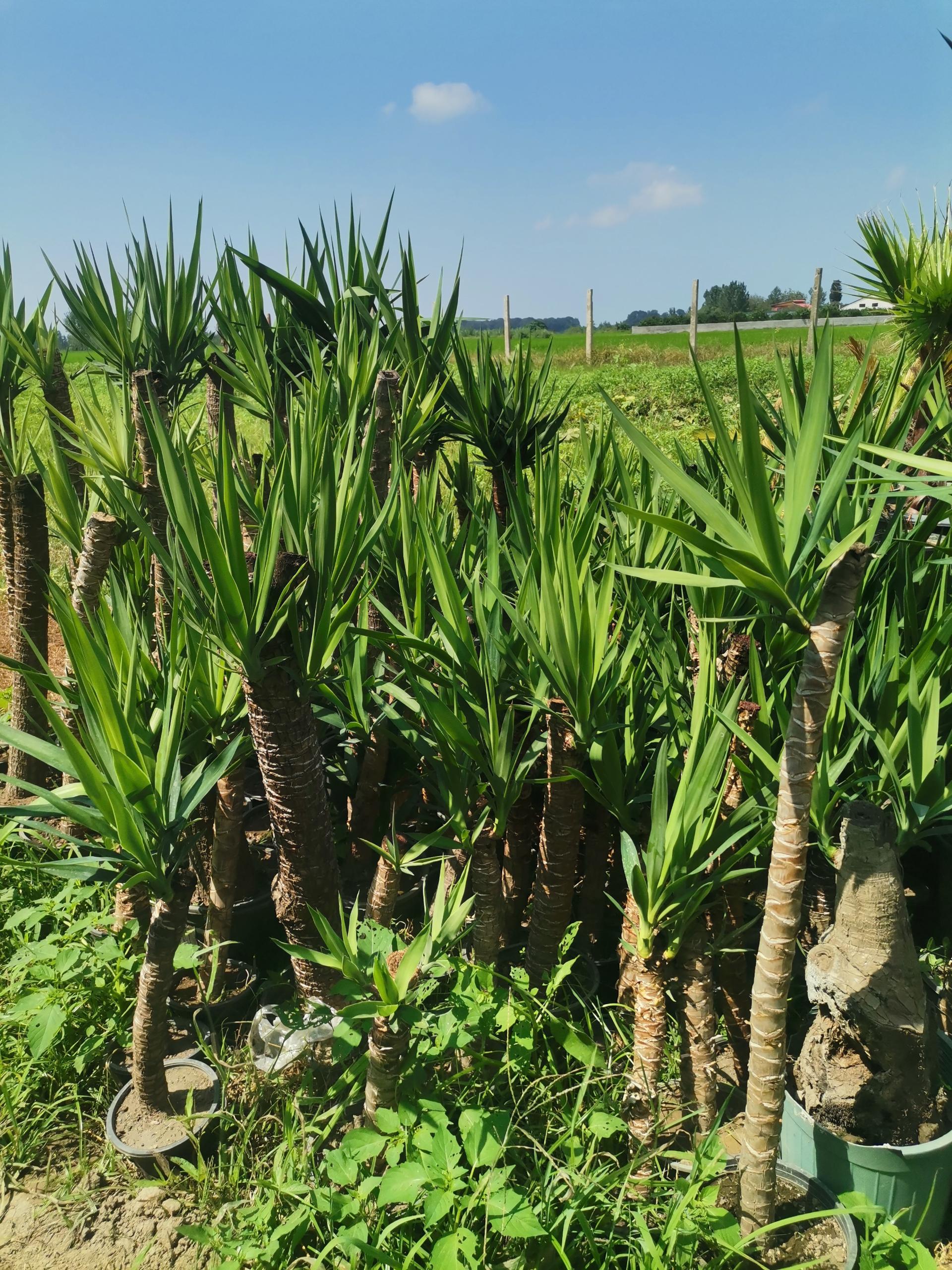 عکس گلخانه کاملیا