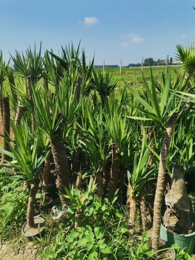 عکس گلخانه کاملیا