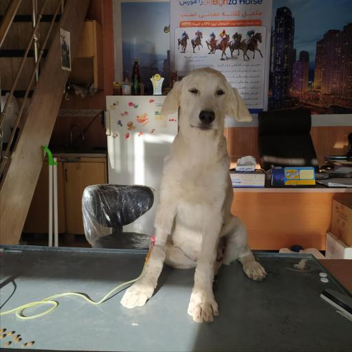 عکس کلینیک دامپزشکی و پت شاپ آرتا (دکتر لامعی)