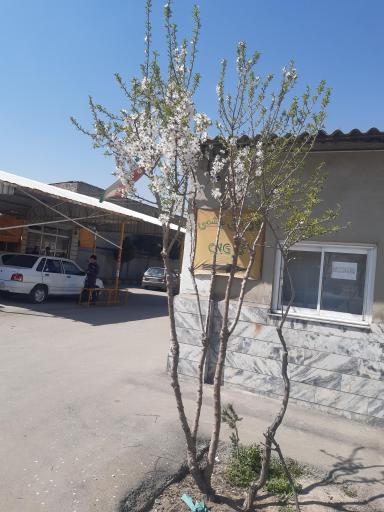 عکس معاینه فنی خودرو رباط طرق