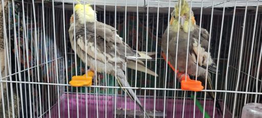 عکس داروخانه دامپزشکی دکتر فاطمی دکتر سیدان