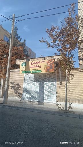 عکس پخش خشکبار و تخم مرغ