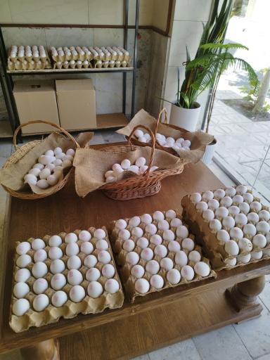 عکس پخش خشکبار و تخم مرغ