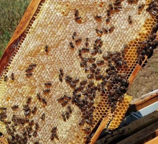 عکس عسل مروارید ارگانیک