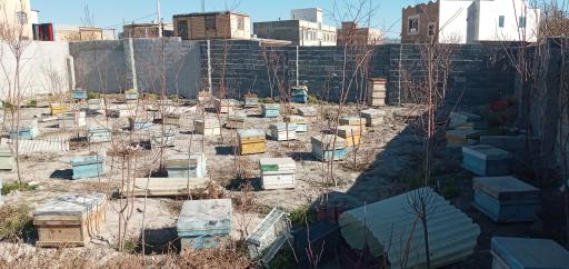 عکس عسل مروارید ارگانیک